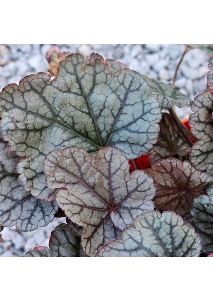 Işık Peyzaj Heuchera Silver Scrolls (5 Lt)