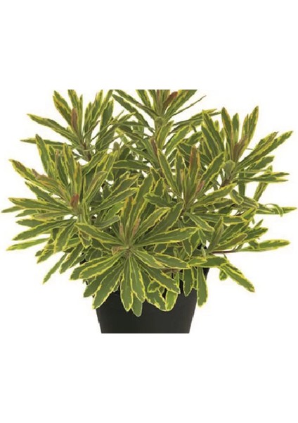 Işık Peyzaj Euphorbia Amydal Frosted Frame (3 Lt)