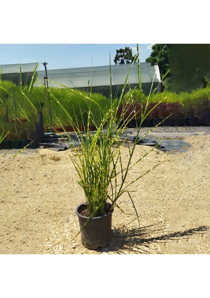 Miscanthus Chinensis Zebrinus - Alacalı Çin Sazı (3 Lt)