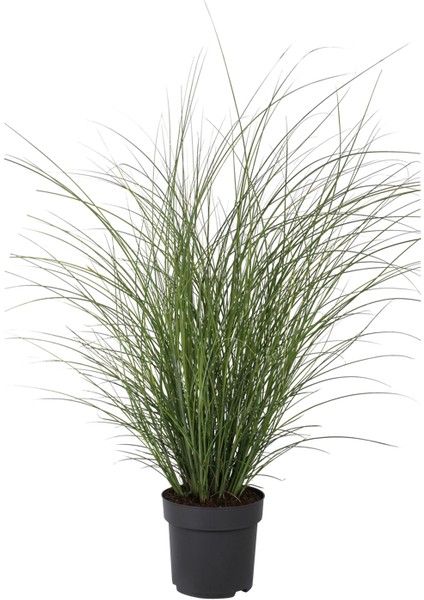 Işık Peyzaj Miscanthus Gracillimus - (30-40 Cm)