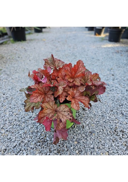 Işık Peyzaj Heuchera Paprika (5 Lt)