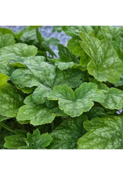 Işık Peyzaj Heuchera Renoir - Mercan Çanı Çiçeği (5 Lt)