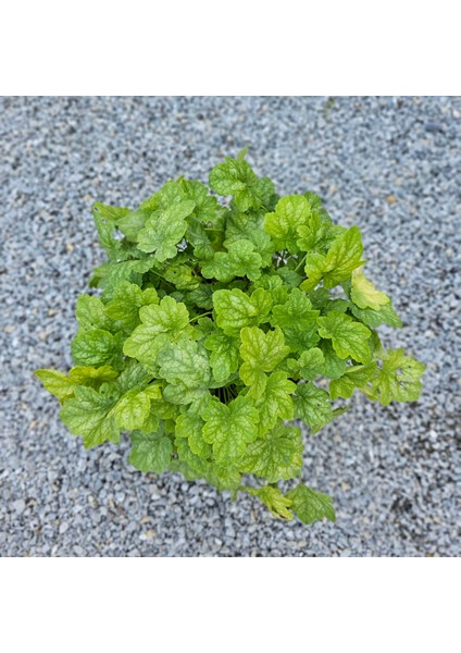 Işık Peyzaj Heuchera Renoir - Mercan Çanı Çiçeği (5 Lt)