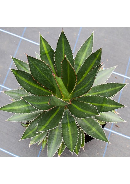 Işık Peyzaj Agave Lophantha Spendlida (18 Lt)