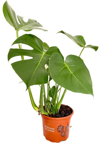 Monstera Deliciosa - Deve Tabanı - Ev Ofis Salon İç Mekan Bitkisi 40 - 60 cm 19'luk Saksı