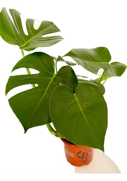 Monstera Deliciosa - Deve Tabanı - Ev Ofis Salon İç Mekan Bitkisi 40 - 60 cm 19'luk Saksı