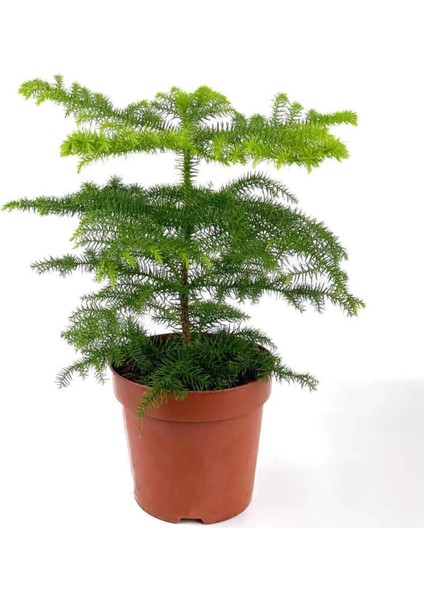 Salon Çamı Arokarya Araucaria Ev Bitkisi Ofis Bitkisi 30 - 50 cm