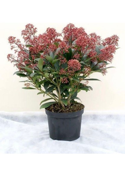 Skimmia Japonica