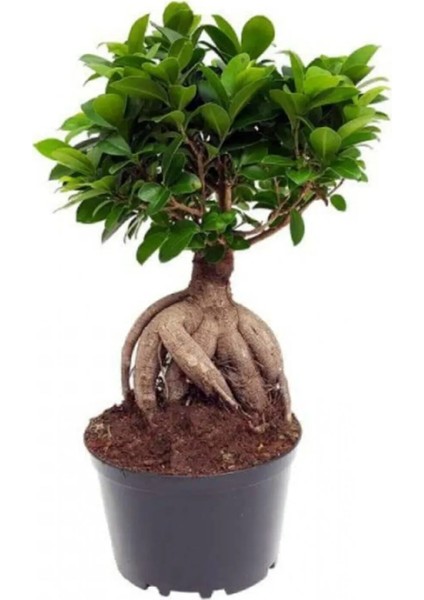 Bonzai Çiçeği 30-40 cm Salon Ev Ofis Bitkisi