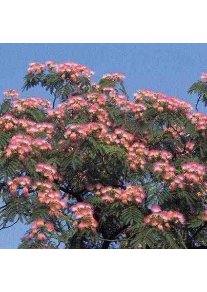 Hoş Kokulu 2 Adet 2 Yaşında Gülibrişim Fidanı (Albizia Julibrissin) - Tüplü ve Estetik