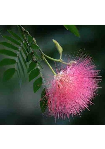 Hoş Kokulu 2 Adet 2 Yaşında Gülibrişim Fidanı (Albizia Julibrissin) - Tüplü ve Estetik fiyatları