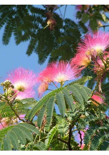 Hoş Kokulu 2 Adet 2 Yaşında Gülibrişim Fidanı (Albizia Julibrissin) - Tüplü ve Estetik modelleri
