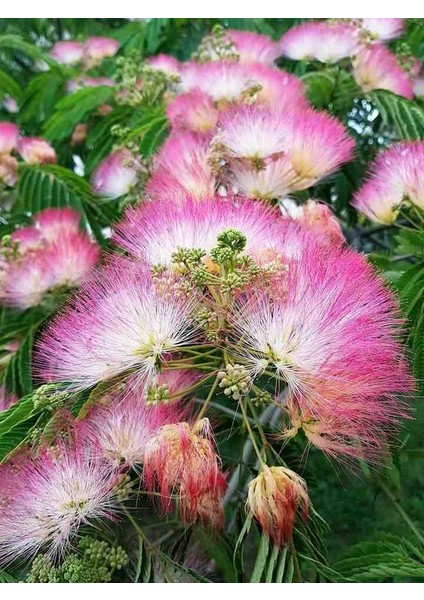 Hoş Kokulu 2 Adet 2 Yaşında Gülibrişim Fidanı (Albizia Julibrissin) - Tüplü ve Estetik fırsatları