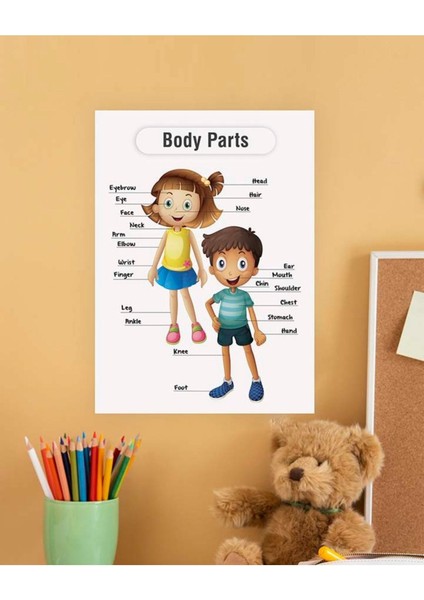 Body Parts-Vücudun Bölümleri Ingilizce Çocuk Eğitim Tekli Pvc Poster 30X42 cm