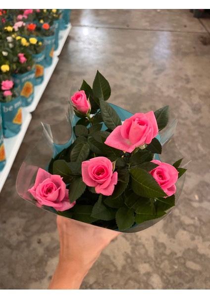 Rose Mini Pembe Gül