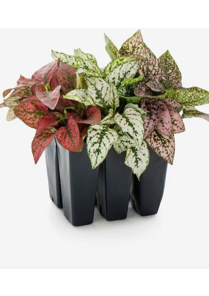 Pembe/beyaz /kırmızı Renk Hostes Çiçeği 10-15CM Saksılı 3 Adet (Hypoestes)