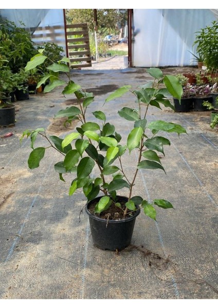 Green Ficus Benjamina 1 Adet Saksılı 30-60CM Salon Çiçeği Hediyelik