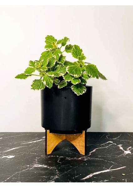 Sarkıcı Sukulent Tür Kokulu (Plectranthus Forsteri) 10-20CM