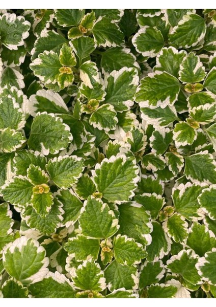 Sarkıcı Sukulent Tür Kokulu (Plectranthus Forsteri) 10-20CM modelleri