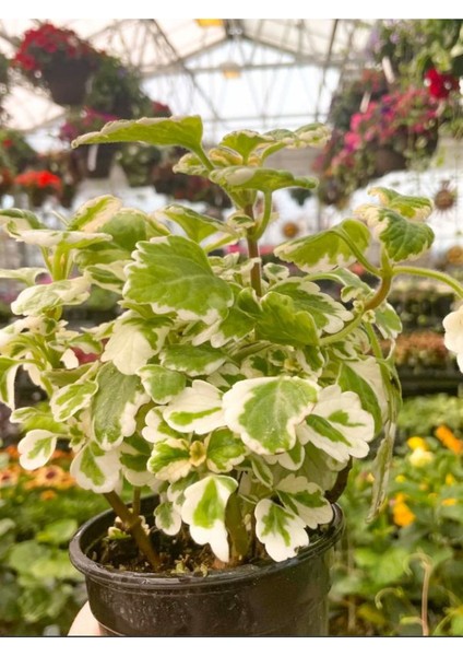 Sarkıcı Kokulu Benjamin Çiçeği 1 Adet Saksılı (Plectranthus Forsteri) 10-20CM
