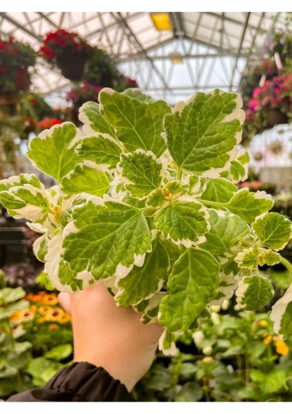 Sarkıcı Kokulu Benjamin Çiçeği 1 Adet Saksılı (Plectranthus Forsteri) 10-20CM fiyatları