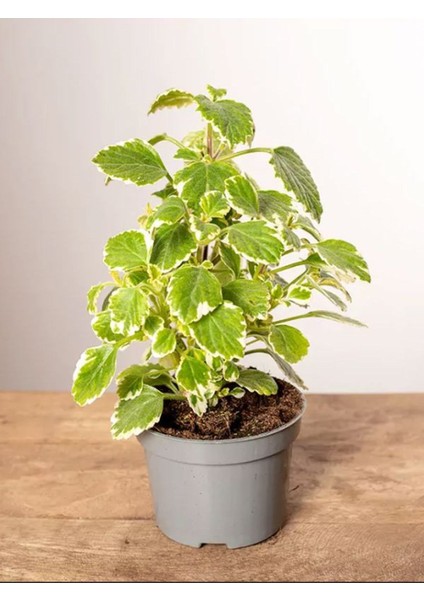 Sarkıcı Kokulu Benjamin Çiçeği 1 Adet Saksılı (Plectranthus Forsteri) 10-20CM modelleri
