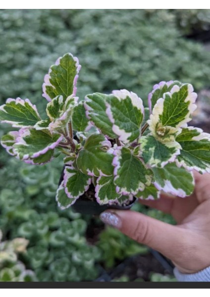 Kokulu Salon Çiçeği (Plectranthus Forsteri) 1 Adet Saksılı Mini 10-20CM