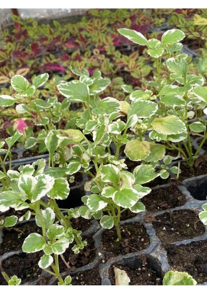 Kokulu Salon Çiçeği (Plectranthus Forsteri) 1 Adet Saksılı Mini 10-20CM fiyatları