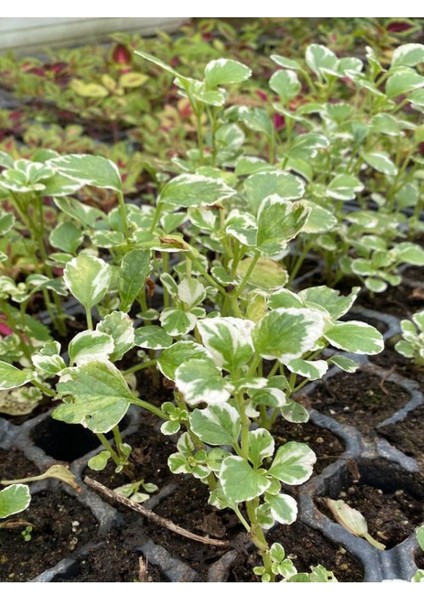 Kokulu Salon Çiçeği (Plectranthus Forsteri) 1 Adet Saksılı Mini 10-20CM modelleri