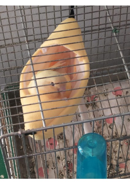 Küçük Pet Ev Tekne Şeklinde Papağan Sıçan Hamak Asılı Yatak Hamster Yuvası Kuş Yuvası Malzemeleri (Yurt Dışından)