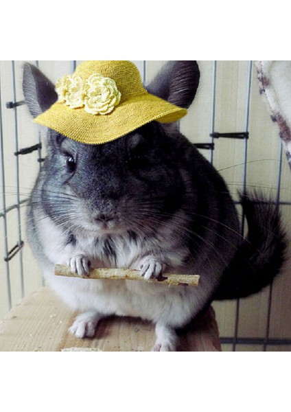 1 Adet 15CM Tarzı 50G Doğal Elma Ağacı Dalı Oyuncak Kafes Kuşları Tavşanlar Kobaylar Hamsterlar Ahşap Kuş Papağan Hamsterlar Kemirme Oyuncakları (Yurt Dışından) fırsatları