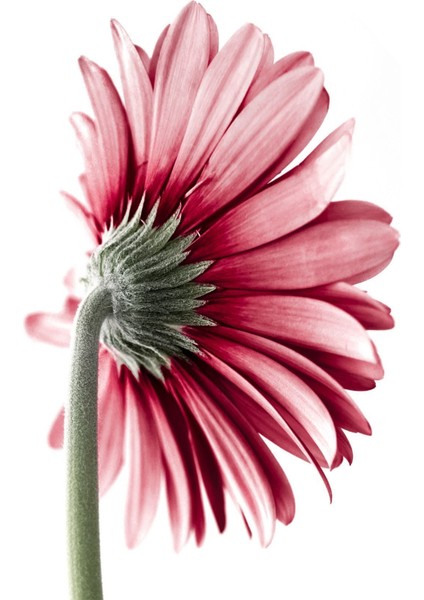 3'lüCam Tablo fiyatları