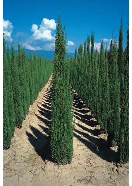 1 Adet Kara Selvi Fidanı - Cupressus Sempervirens Rüzgar Kesici Ağaç 2 Yaşında Tüplü 60-80 cm Boy Arası