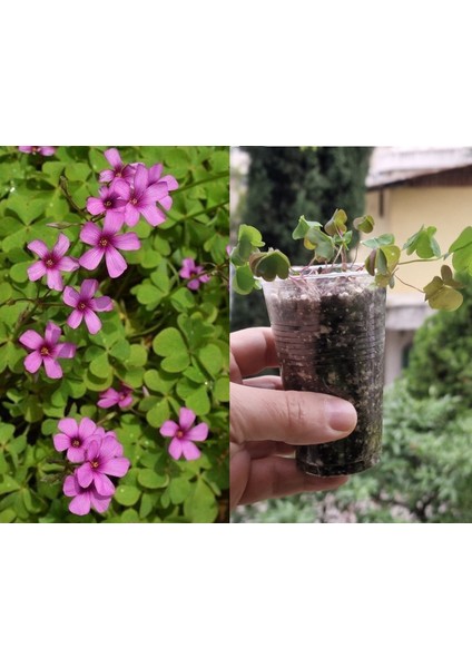 Yeşil Yapraklı Pembe Çiçekli Uyku Çiçeği Yoncası, Oxalis Obtusa, Yonca Çiçek Fidanı