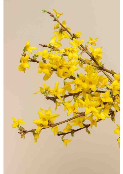 3 Adet 1-2 Yaş Arası Tüplü Altın Çanak (Forsythia) Fidanı - Canlı Sarı Çiçekli Dekoratif Fidanlar