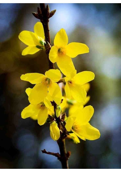 3 Adet 1-2 Yaş Arası Tüplü Altın Çanak (Forsythia) Fidanı - Canlı Sarı Çiçekli Dekoratif Fidanlar