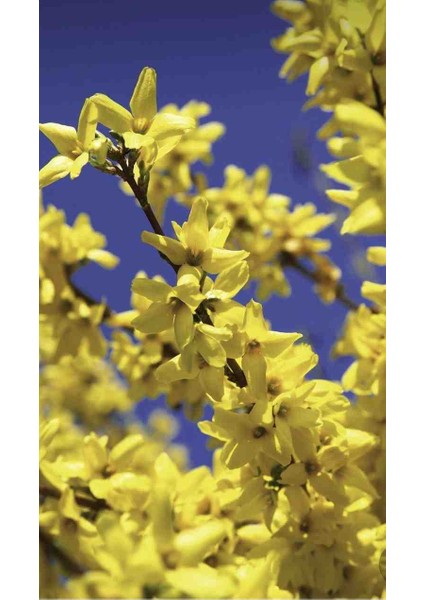 3 Adet 1-2 Yaş Arası Tüplü Altın Çanak (Forsythia) Fidanı - Canlı Sarı Çiçekli Dekoratif Fidanlar