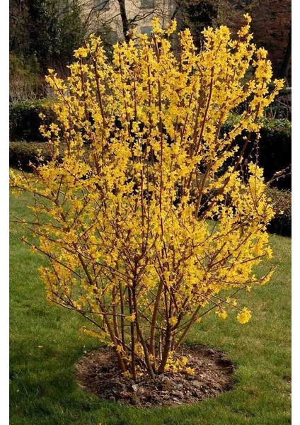 3 Adet 1-2 Yaş Arası Tüplü Altın Çanak (Forsythia) Fidanı - Canlı Sarı Çiçekli Dekoratif Fidanlar