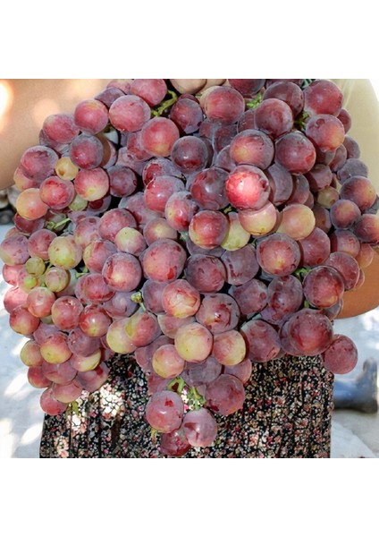 Seneye Meyve Verebilir Durumda Geleneksel Iri Meyveli Çıtır Silifke Ceviz Üzümü Fidanı
