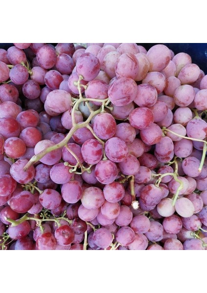 Seneye Meyve Verebilir Durumda Geleneksel Iri Meyveli Çıtır Silifke Ceviz Üzümü Fidanı fiyatları