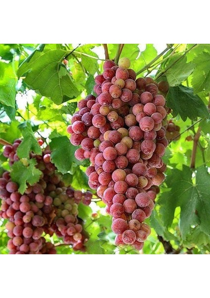 Seneye Meyve Verebilir Durumda Geleneksel Iri Meyveli Çıtır Silifke Ceviz Üzümü Fidanı modelleri