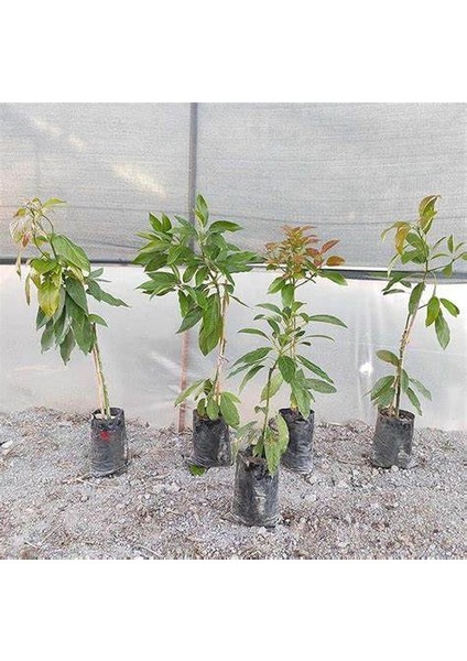 Avokado Fidanı PİNKERTON, 50-60 cm, Tüplü modelleri