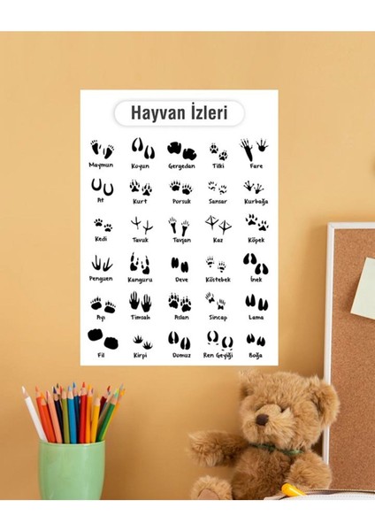 Hayvan Izleri Çocuk Türkçe Eğitim Pvc Poster 30X42 cm