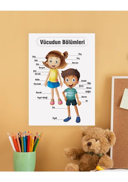 Vücut Bölümleri Çocuk Türkçe Eğitim Tekli Pvc Poster 30X42 cm