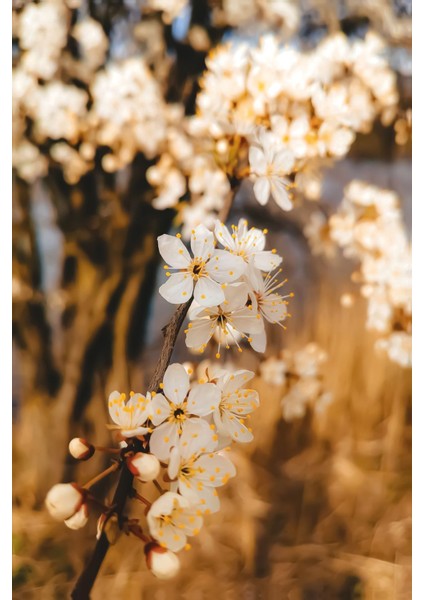 Harikabirev|siyah-Gold Renk Sevilen Çiçek ve Yaprak Kombin |çerçeveli Cam Tablo 3lü Dikey fiyatları