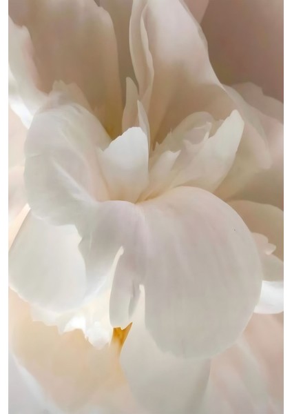 Harikabirev|krem-Gold-Beyaz Renk Soft Çiçek ve Soyut Kombin |çerçeveli Cam Tablo 3lü Dikey fırsatları