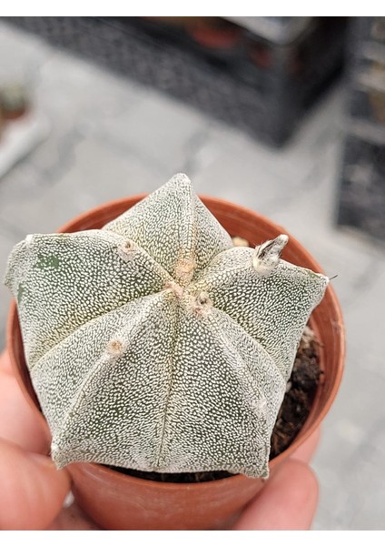 Astrophytum Özel Tür Kaktüs