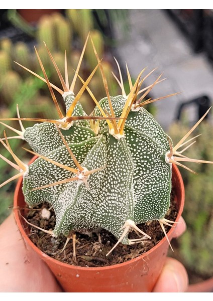 Astrophytum Özel Tür Kaktüs