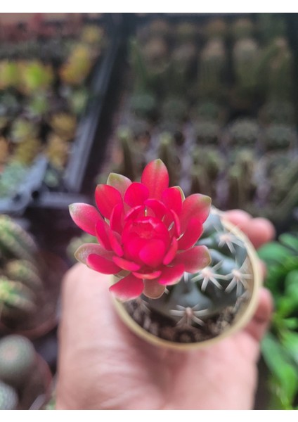 Ithal Gymnocalycium Baldianum-Pembe ve Kırmızı Çiçek Açar.