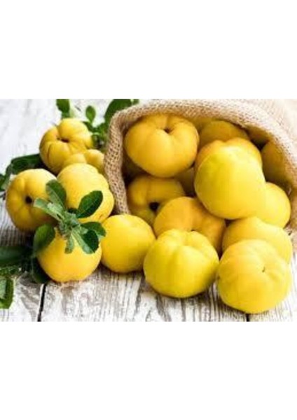 Taze Ayva 330-500 gr